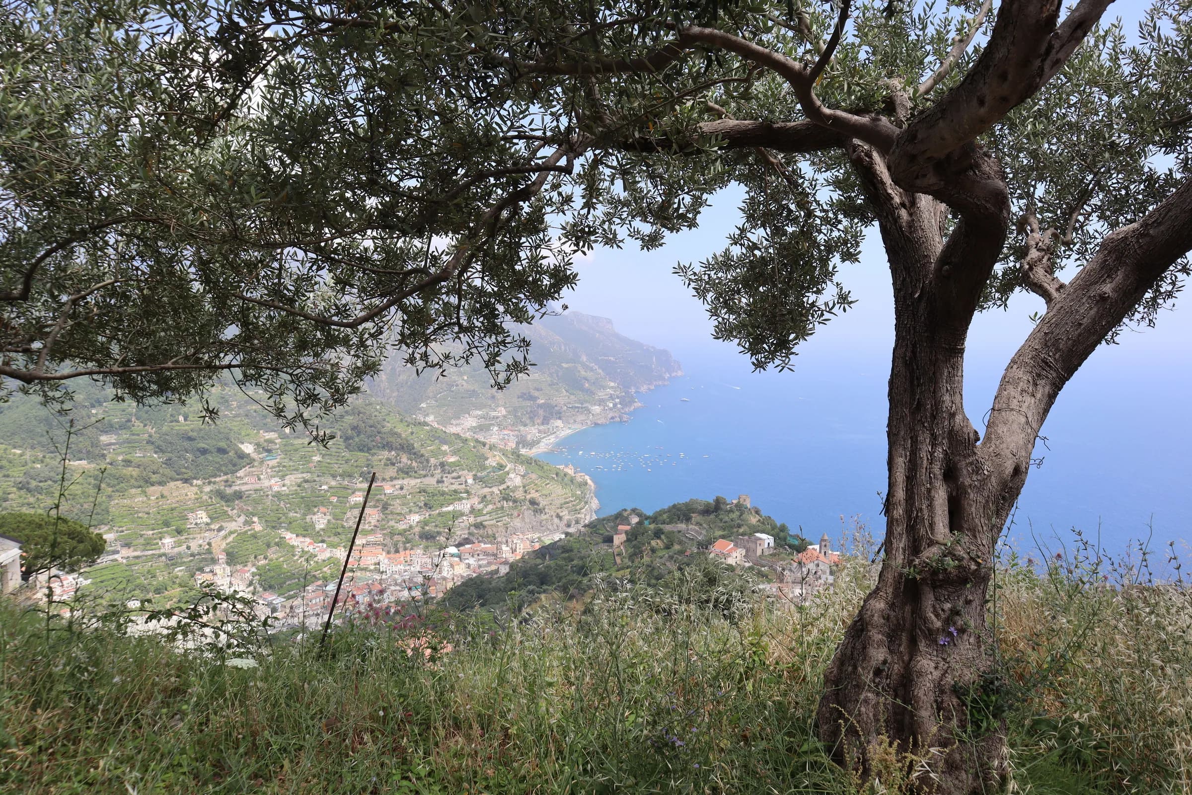 A stunning view of the Amalfi Coast through olive trees, embodying natural beauty.