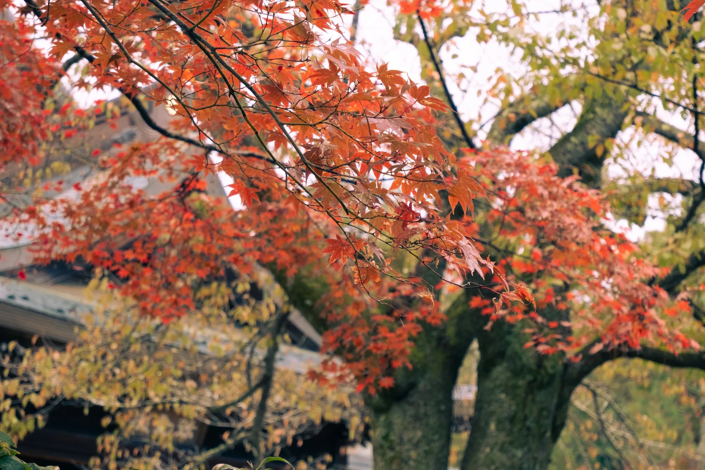 Editorial travel scenery — Japan